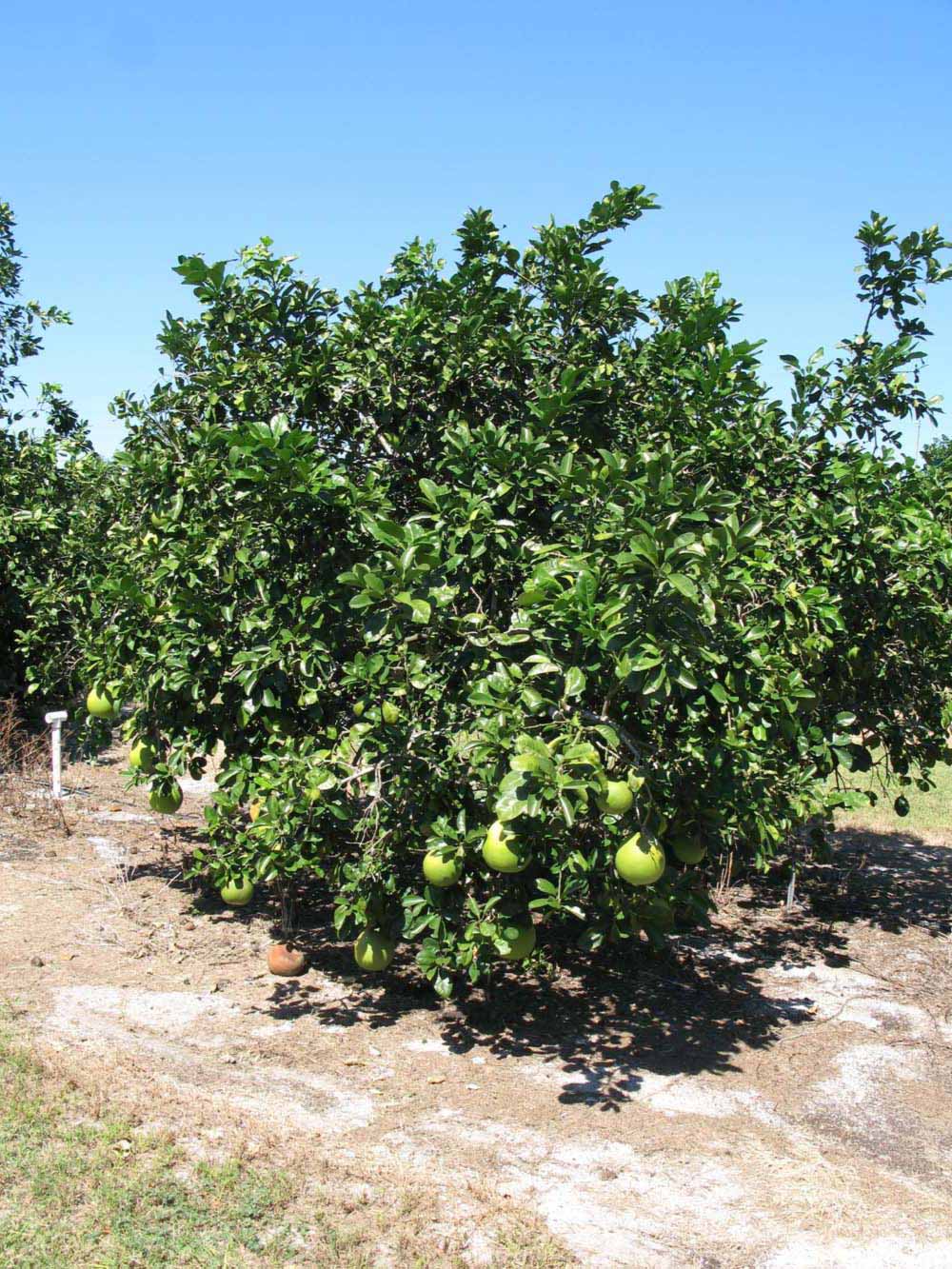            Habit (Winter Haven, FL)   